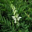 Jestřabina lékařská - Galega officinalis