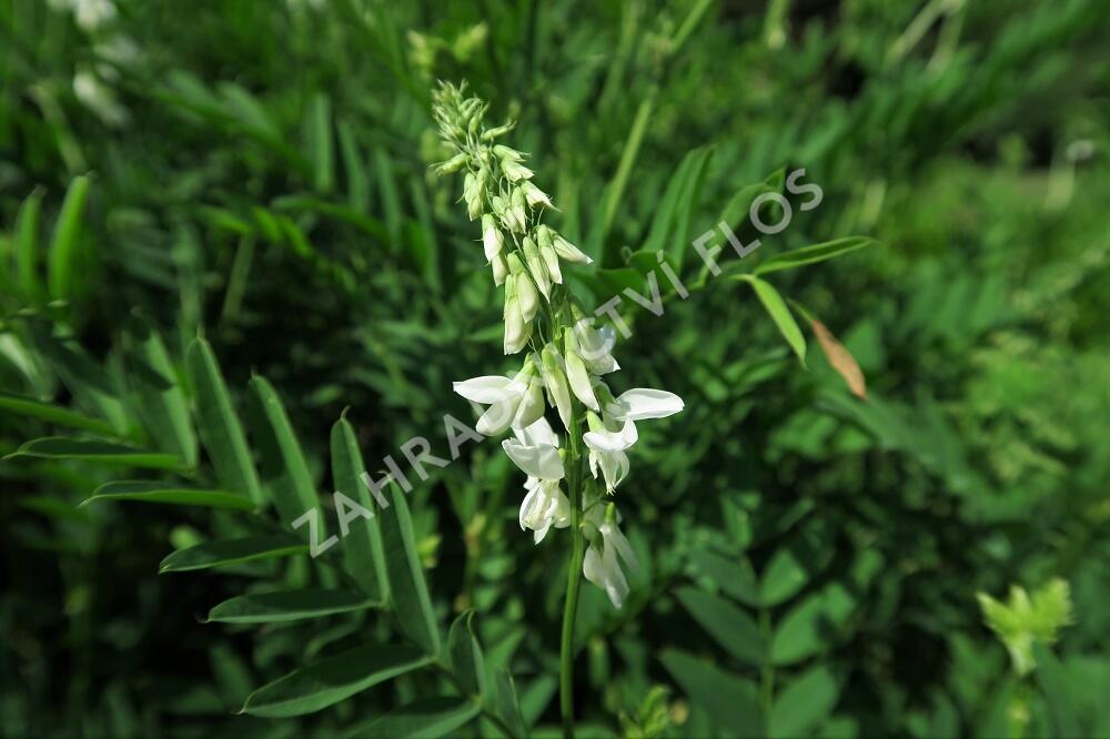 Jestřabina lékařská - Galega officinalis