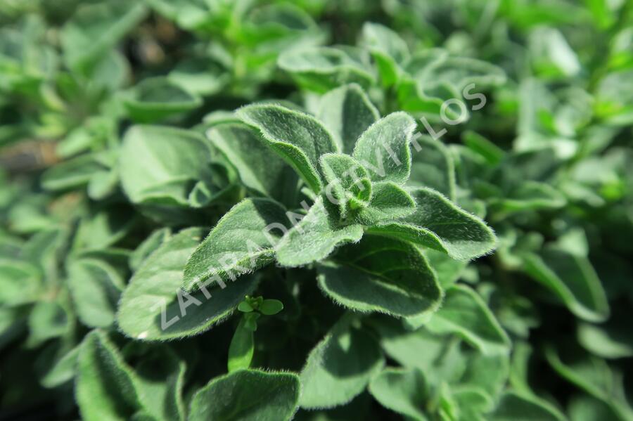 Oregano (Dobromysl) obecné 'Poncho' - Origanum vulgare 'Poncho'