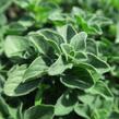 Oregano (Dobromysl) obecné 'Poncho' - Origanum vulgare 'Poncho'