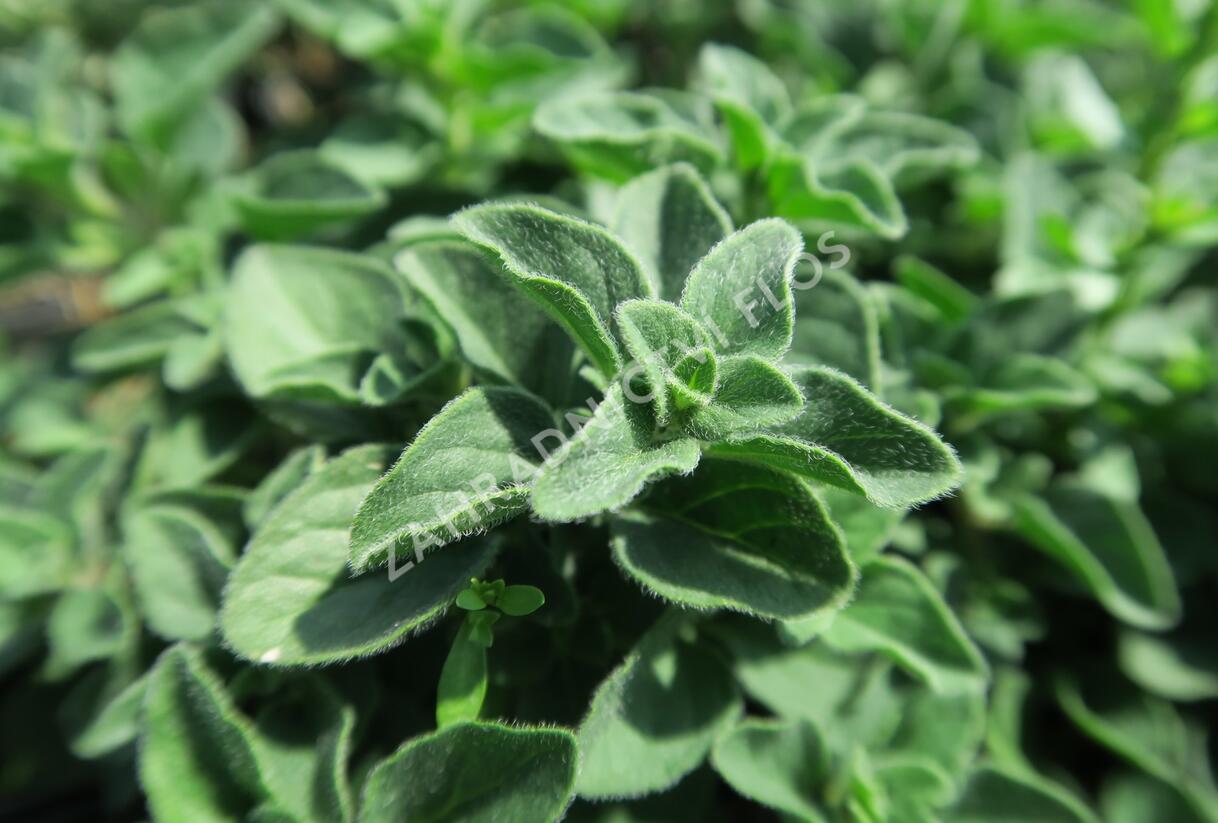 Oregano obecné, dobromysl 'Poncho' - Origanum vulgare 'Poncho'