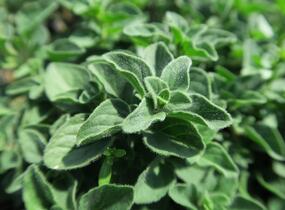Oregano obecné, dobromysl 'Poncho' - Origanum vulgare 'Poncho'