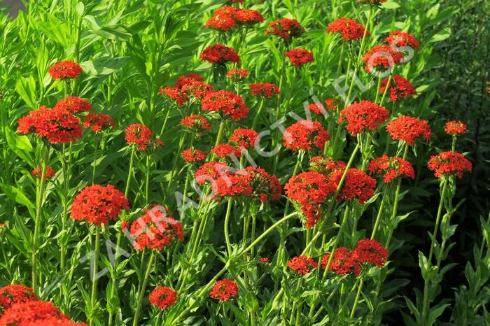 Kohoutek chalcedonský - Lychnis chalcedonica