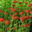 Kohoutek chalcedonský - Lychnis chalcedonica