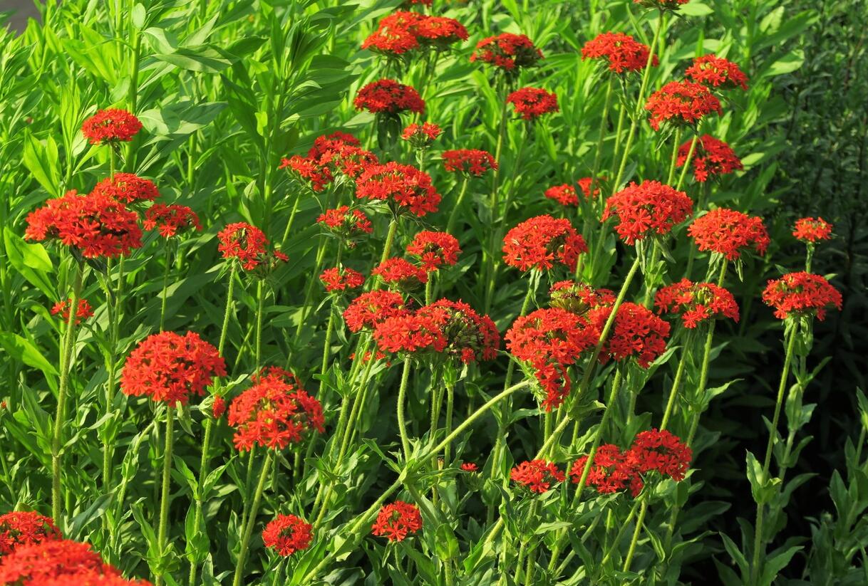 Kohoutek chalcedonský - Lychnis chalcedonica