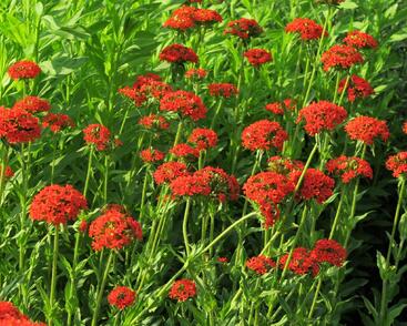 Kohoutek chalcedonský