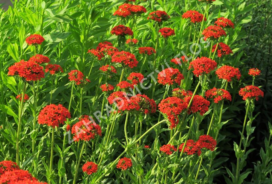 Kohoutek chalcedonský - Lychnis chalcedonica