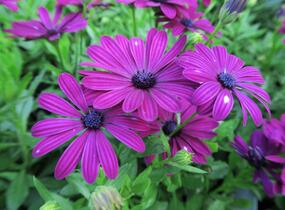 Dvoutvárka 'Cape Daisy Purple' - Osteospermum ecklonis 'Cape Daisy Purple'