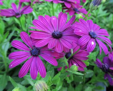Dvoutvárka 'Cape Daisy Purple'