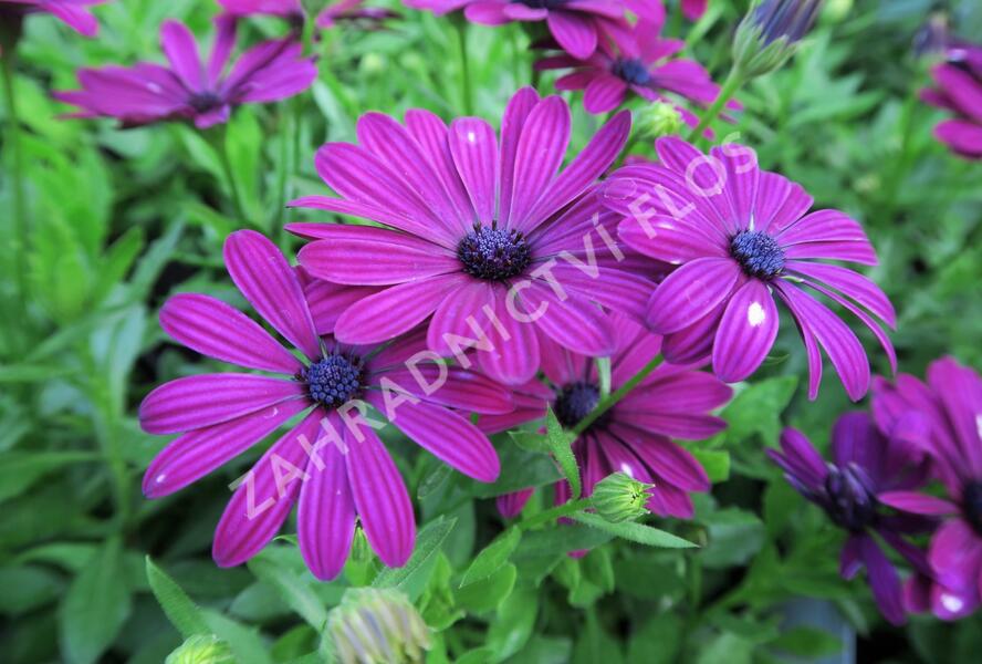 Dvoutvárka 'Cape Daisy Purple' - Osteospermum ecklonis 'Cape Daisy Purple'