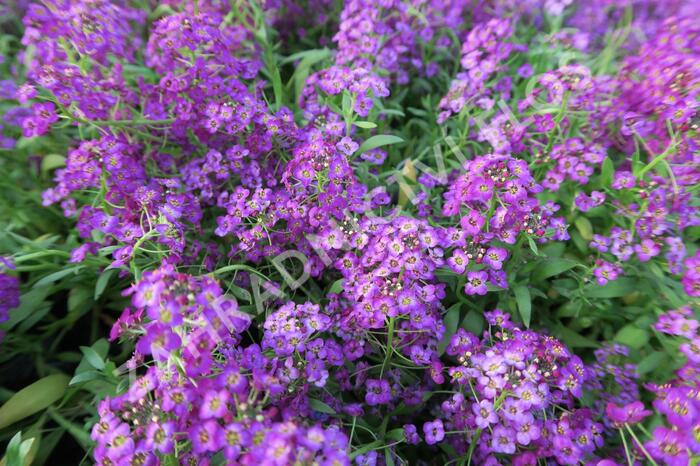 Tařicovka přímořská 'Lucia Purple' - Lobularia maritima 'Lucia Purple'