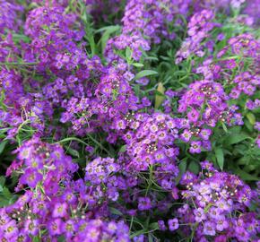 Tařicovka přímořská 'Lucia Purple' - Lobularia maritima 'Lucia Purple'