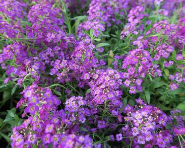 Tařicovka přímořská 'Lucia Purple'