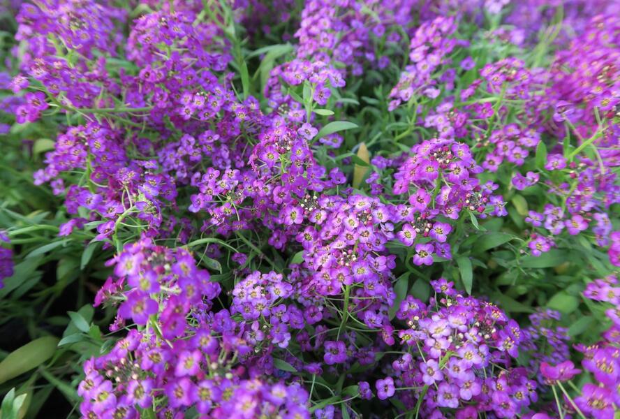 Tařicovka přímořská 'Lucia Purple' - Lobularia maritima 'Lucia Purple'