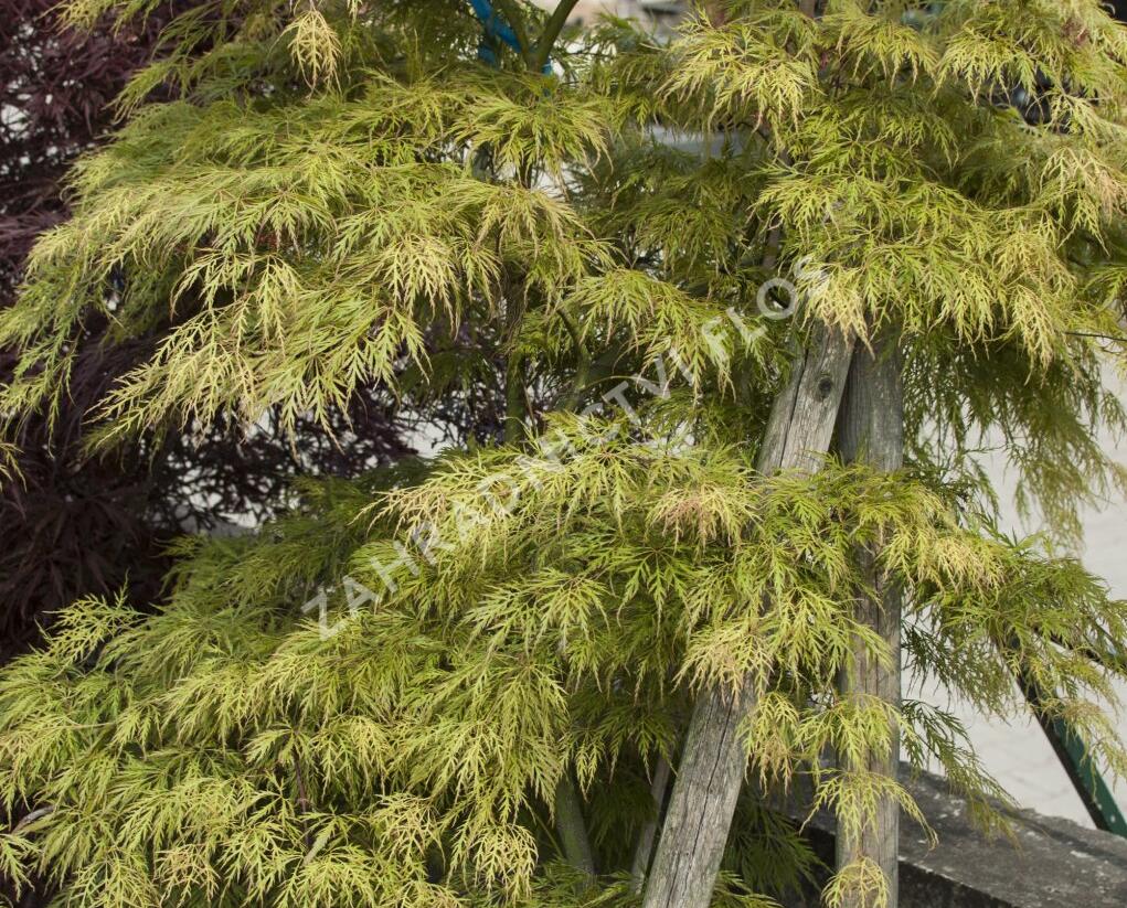 Javor dlanitolistý 'Dissectum Viridis' - Acer palmatum 'Dissectum Viridis'