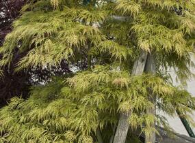 Javor dlanitolistý 'Dissectum Viridis' - Acer palmatum 'Dissectum Viridis'