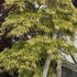 javor-dlanitolisty-dissectum-viridis.jpg