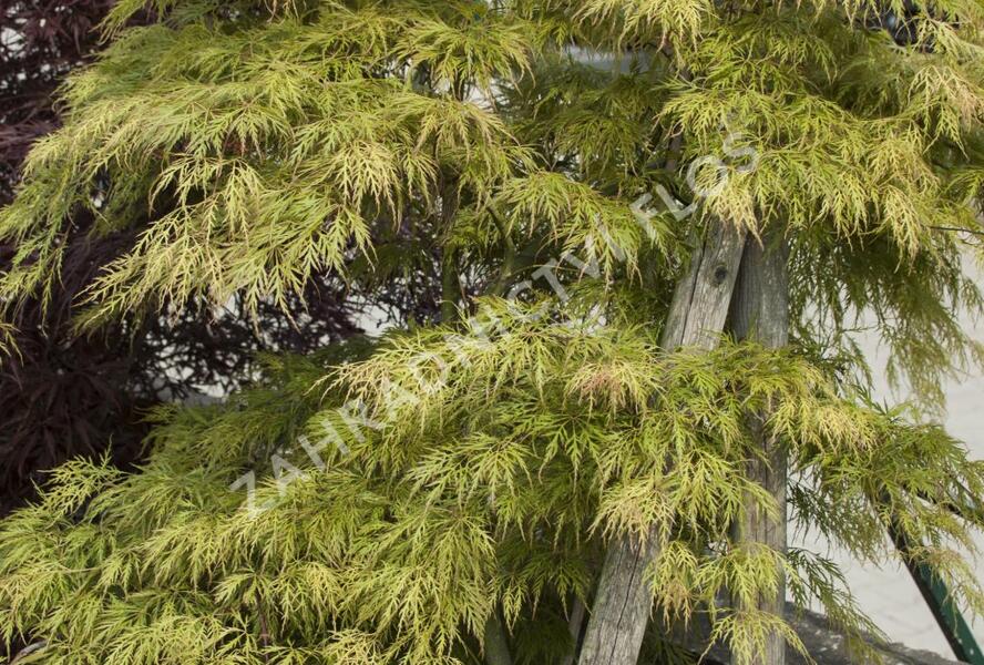 Javor dlanitolistý 'Dissectum Viridis' - Acer palmatum 'Dissectum Viridis'