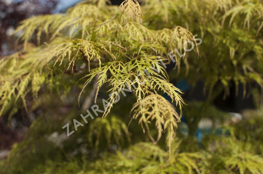 Javor dlanitolistý 'Dissectum Viridis' - Acer palmatum 'Dissectum Viridis'