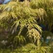 Javor dlanitolistý 'Dissectum Viridis' - Acer palmatum 'Dissectum Viridis'