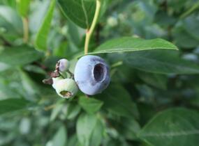 Borůvka chocholičnatá, kanadská borůvka 'Brigitta Blue' - Vaccinium corymbosum 'Brigitta Blue'