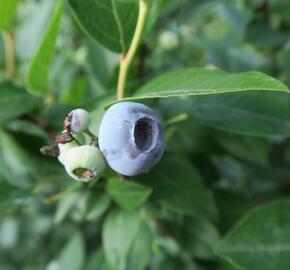 Borůvka chocholičnatá, kanadská borůvka 'Brigitta Blue' - Vaccinium corymbosum 'Brigitta Blue'