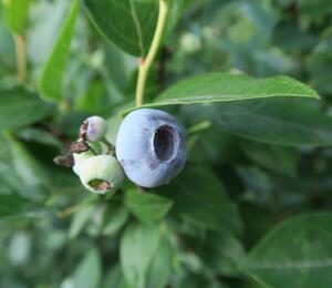 Borůvka chocholičnatá, kanadská borůvka 'Brigitta Blue' - Vaccinium corymbosum 'Brigitta Blue'