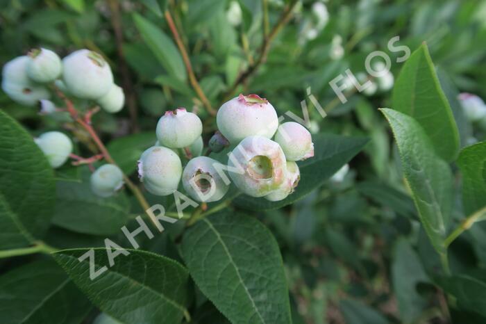 Borůvka chocholičnatá, kanadská borůvka 'Brigitta Blue' - Vaccinium corymbosum 'Brigitta Blue'