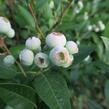 Borůvka chocholičnatá, kanadská borůvka 'Brigitta Blue' - Vaccinium corymbosum 'Brigitta Blue'