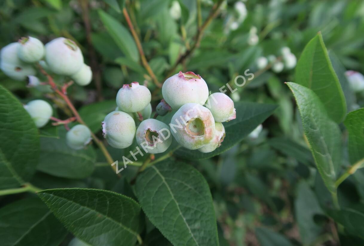 Borůvka chocholičnatá, kanadská borůvka 'Brigitta Blue' - Vaccinium corymbosum 'Brigitta Blue'