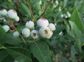 Borůvka chocholičnatá, kanadská borůvka 'Brigitta Blue' - Vaccinium corymbosum 'Brigitta Blue'
