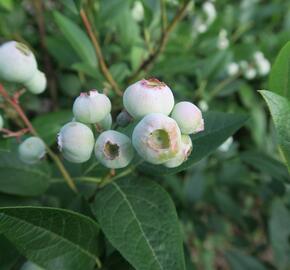 Borůvka chocholičnatá, kanadská borůvka 'Brigitta Blue' - Vaccinium corymbosum 'Brigitta Blue'