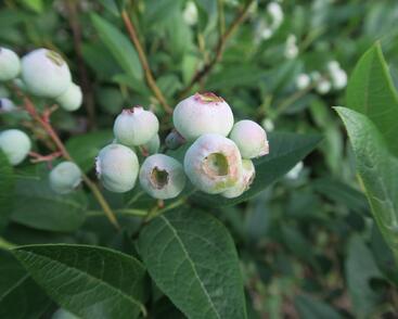 Borůvka chocholičnatá, kanadská borůvka 'Brigitta Blue'