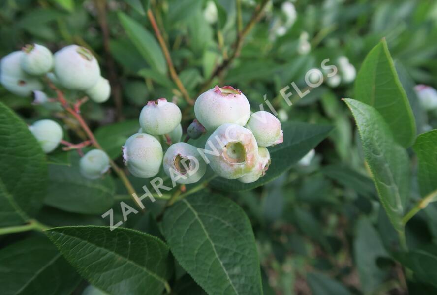 Borůvka chocholičnatá, kanadská borůvka 'Brigitta Blue' - Vaccinium corymbosum 'Brigitta Blue'