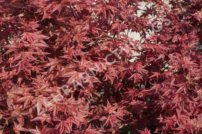 Javor dlanitolistý 'Beni Maiko' - Acer palmatum 'Beni Maiko'