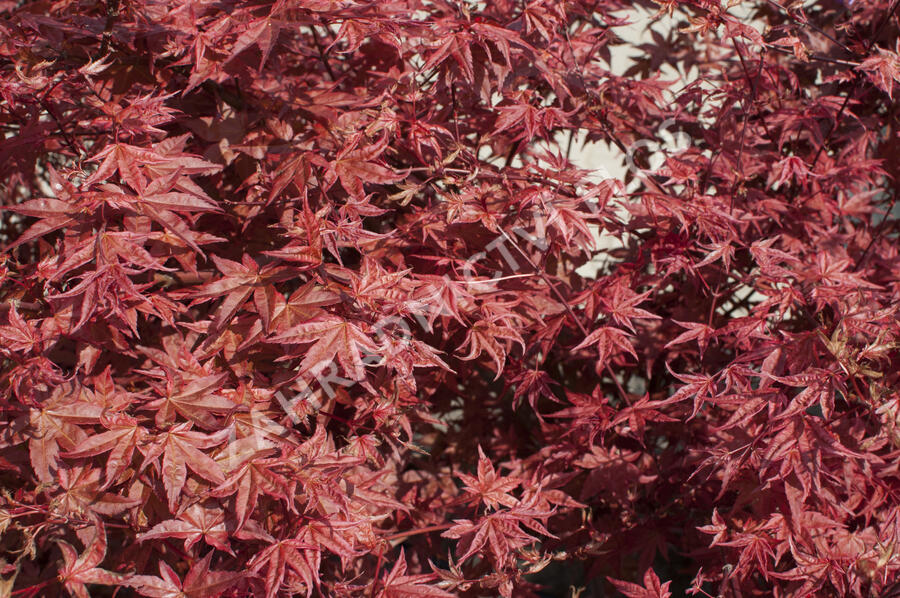 Javor dlanitolistý 'Beni Maiko' - Acer palmatum 'Beni Maiko'