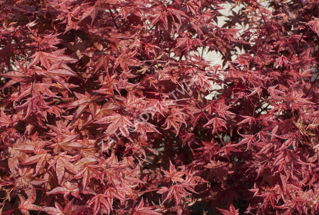Javor dlanitolistý 'Beni Maiko' - Acer palmatum 'Beni Maiko'