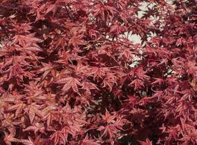 Javor dlanitolistý 'Beni Maiko' - Acer palmatum 'Beni Maiko'