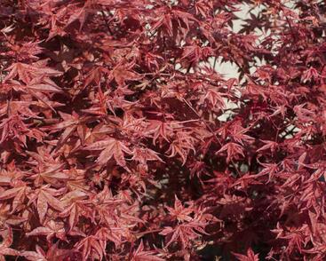 Javor dlanitolistý 'Beni Maiko'