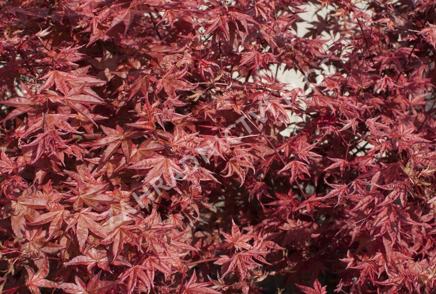 Javor dlanitolistý 'Beni Maiko' - Acer palmatum 'Beni Maiko'