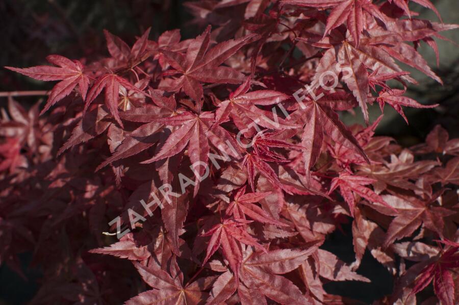 Javor dlanitolistý 'Beni Maiko' - Acer palmatum 'Beni Maiko'