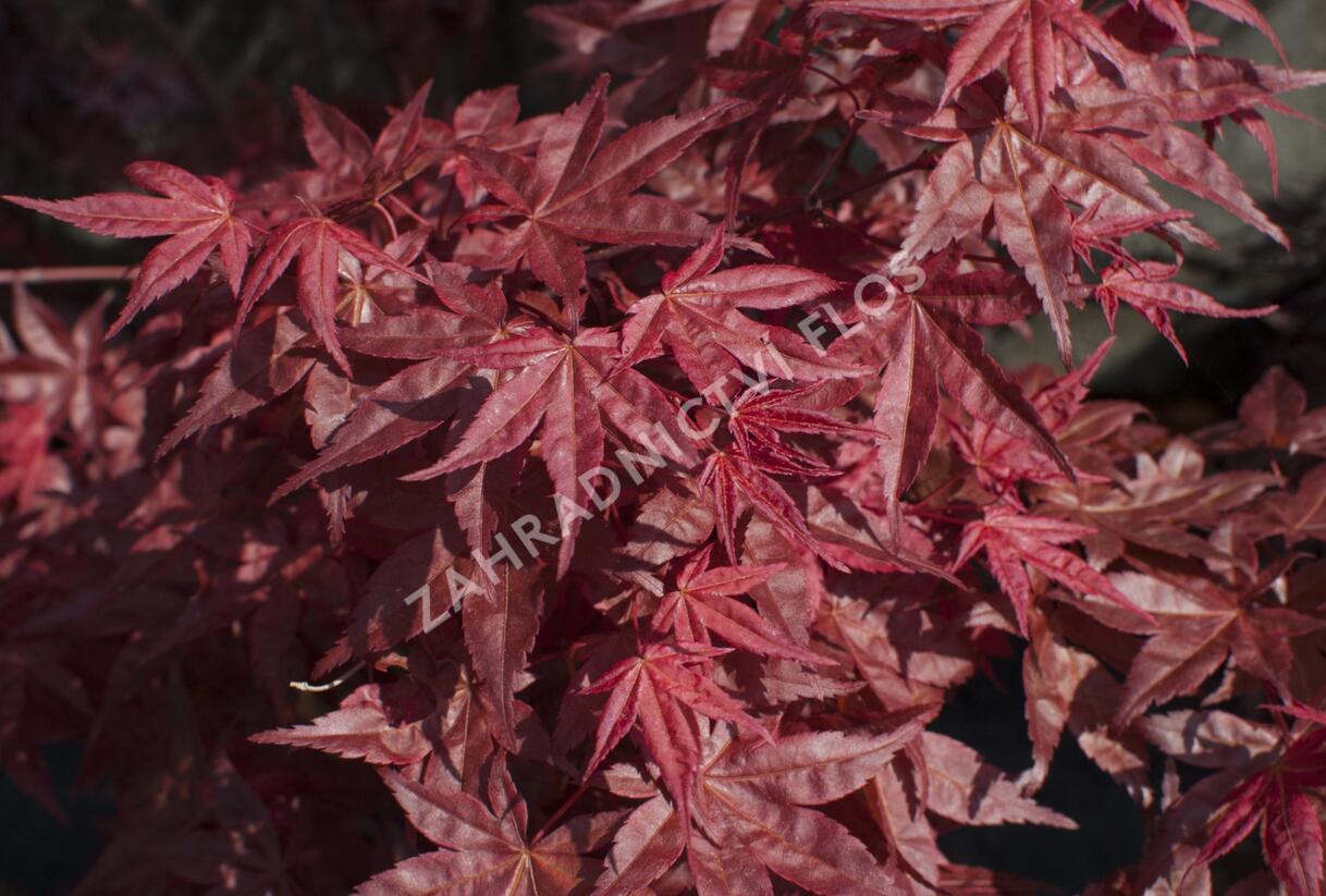Javor dlanitolistý 'Beni Maiko' - Acer palmatum 'Beni Maiko'