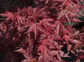 Javor dlanitolistý 'Beni Maiko' - Acer palmatum 'Beni Maiko'