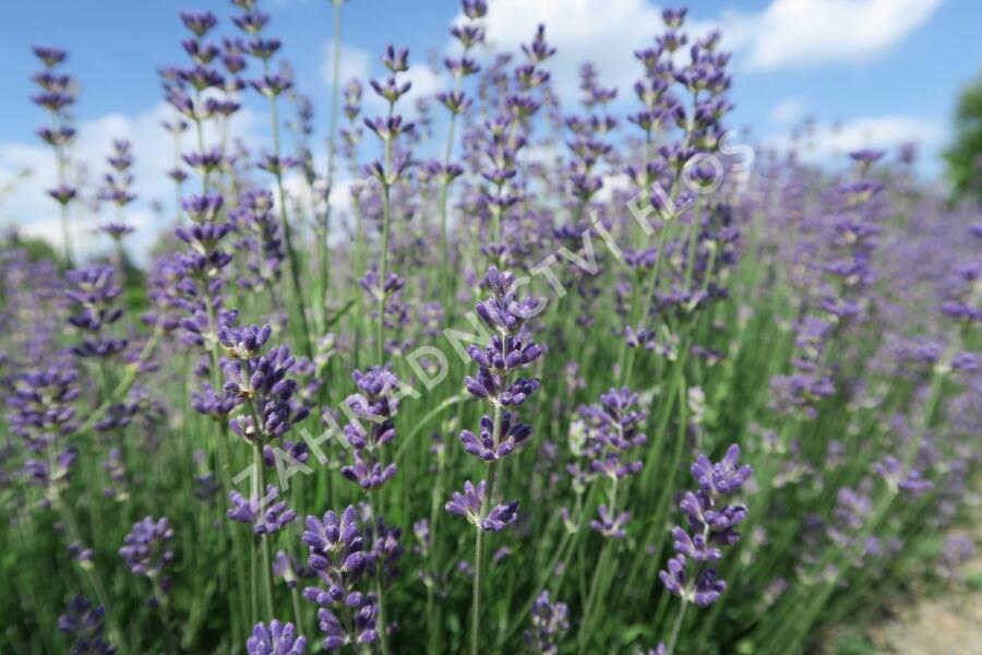 Levandule úzkolistá 'Dwarf Blue' - Lavandula angustifolia 'Dwarf Blue'