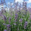 Levandule úzkolistá 'Dwarf Blue' - Lavandula angustifolia 'Dwarf Blue'