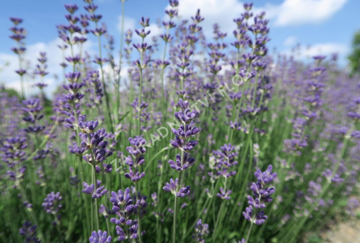 Levandule úzkolistá 'Dwarf Blue' - Lavandula angustifolia 'Dwarf Blue'