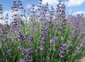 Levandule úzkolistá 'Dwarf Blue' - Lavandula angustifolia 'Dwarf Blue'