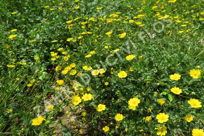 Mochna alpská - Potentilla crantzii