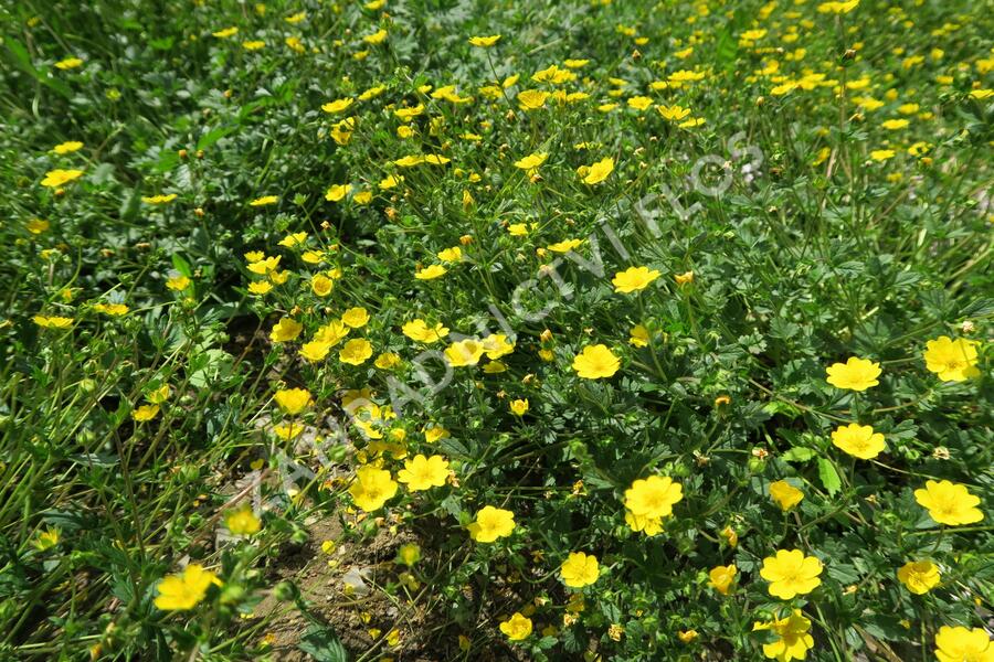 Mochna alpská - Potentilla crantzii