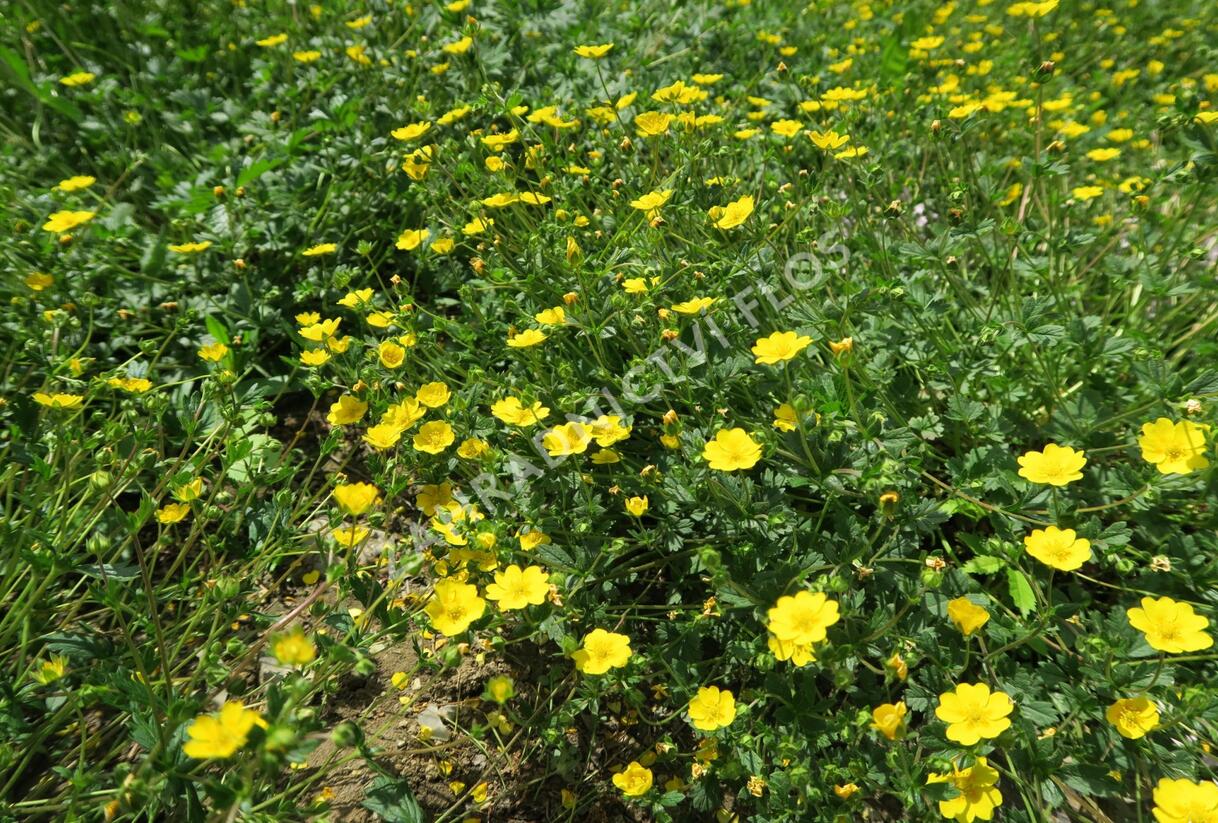 Mochna alpská - Potentilla crantzii